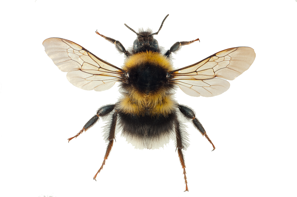 : Bombus hortorum.