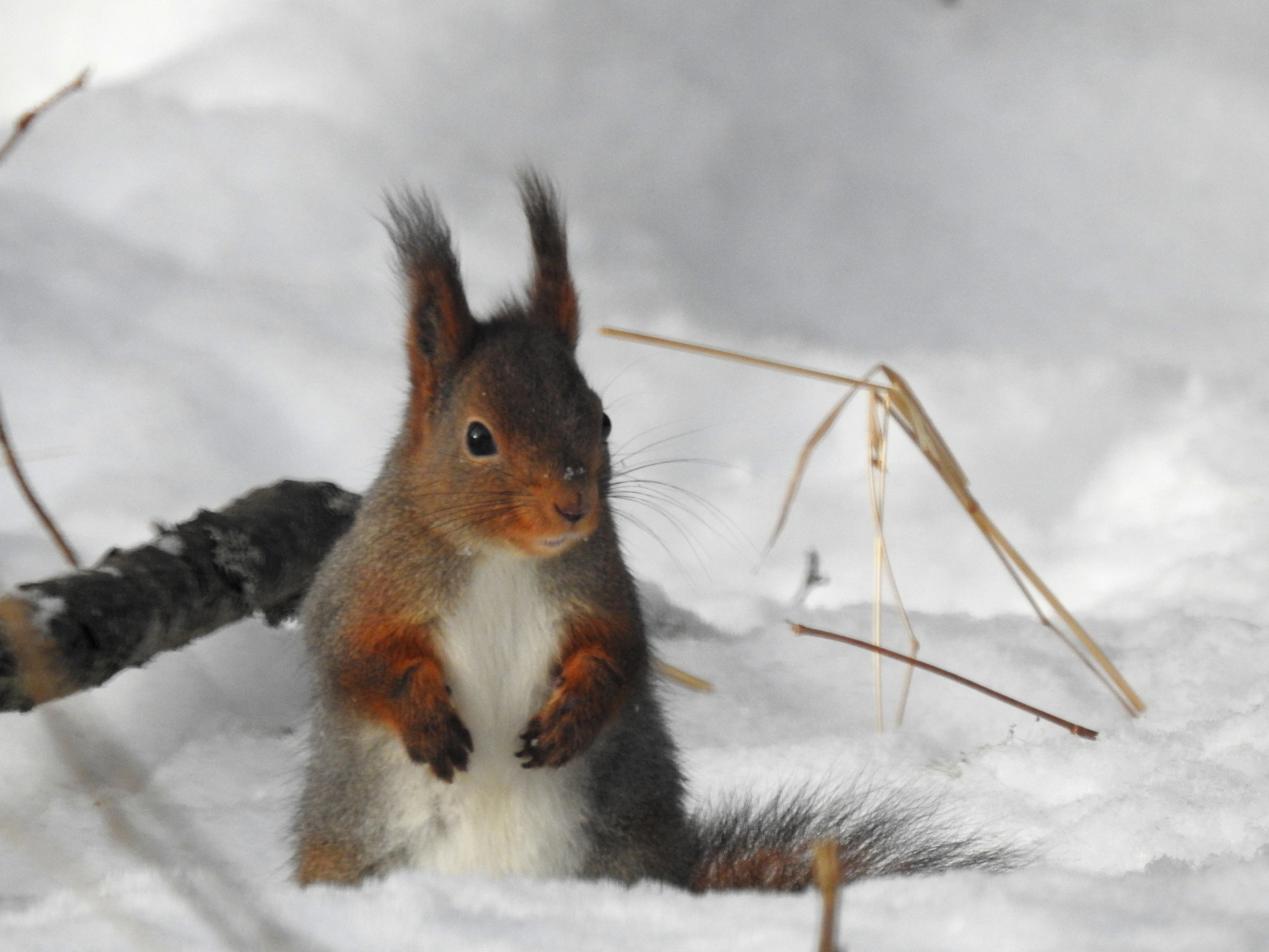 : Sciurus vulgaris.