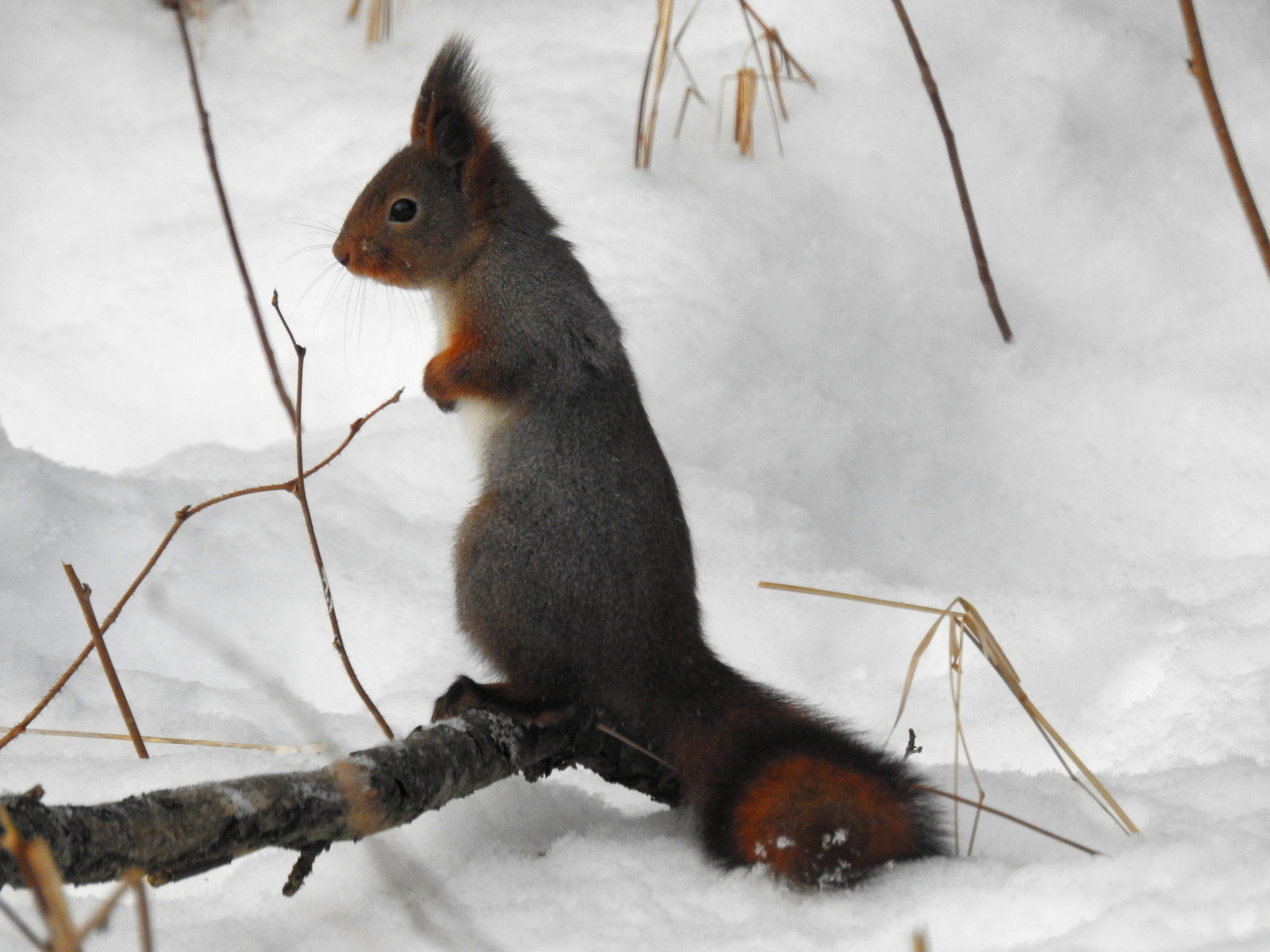 : Sciurus vulgaris.