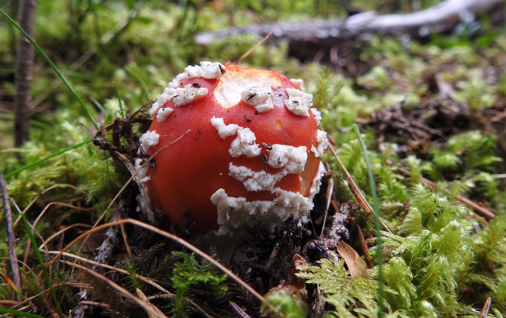 : Amanita muscaria.