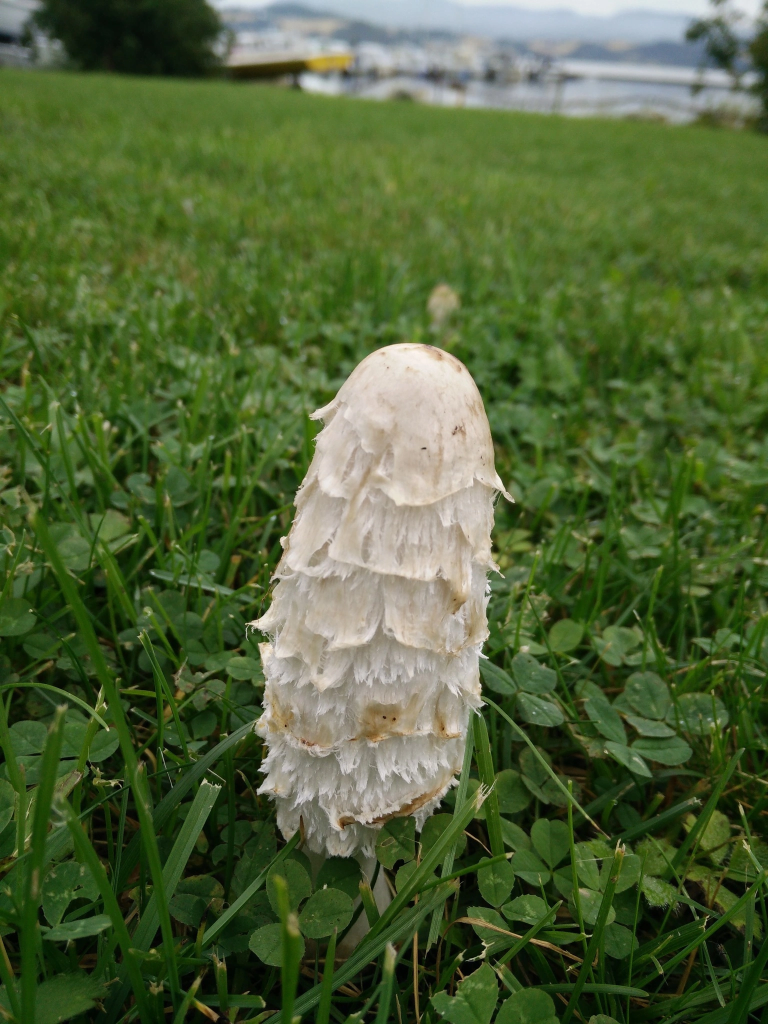 : Coprinus comatus.