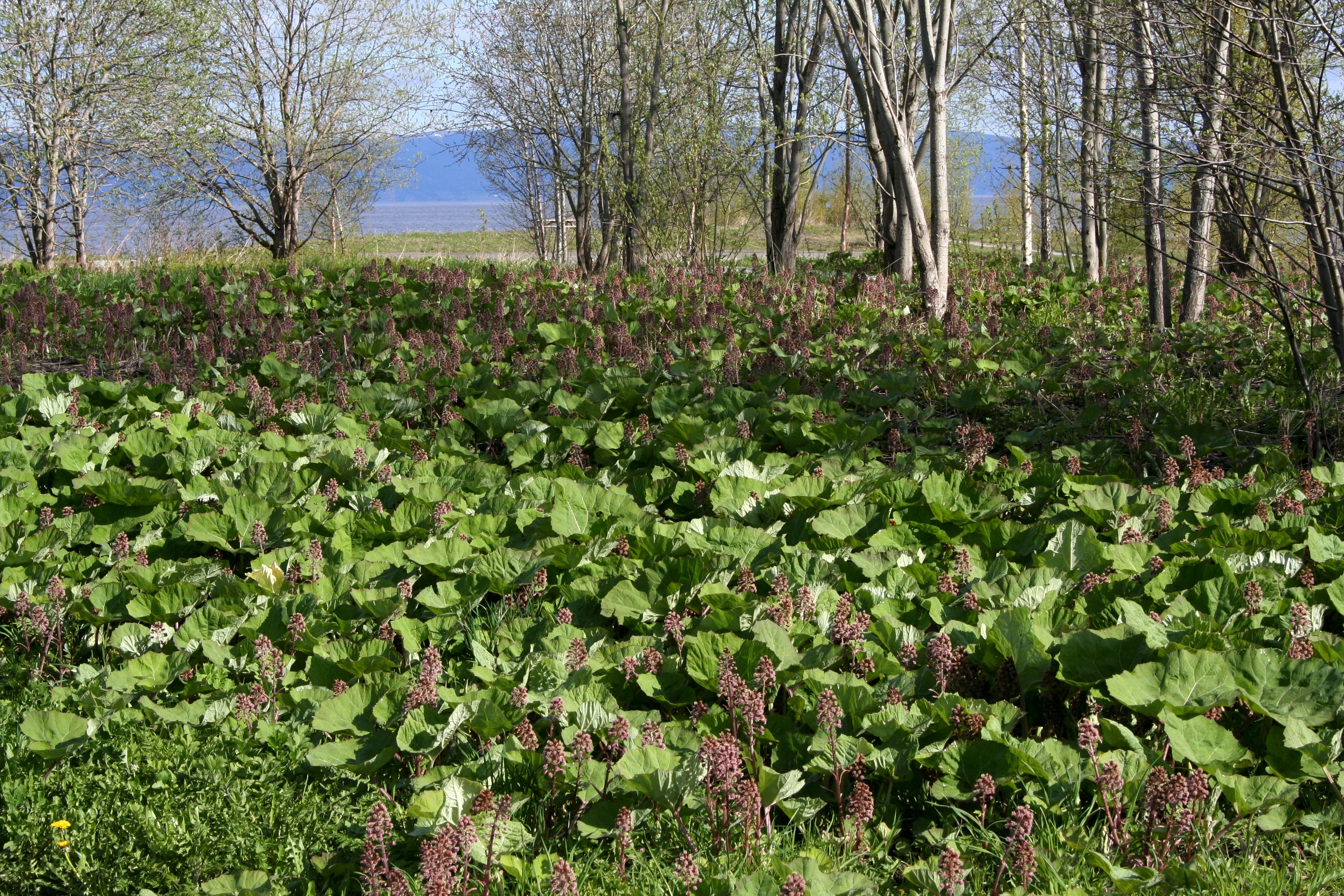 : Petasites hybridus.