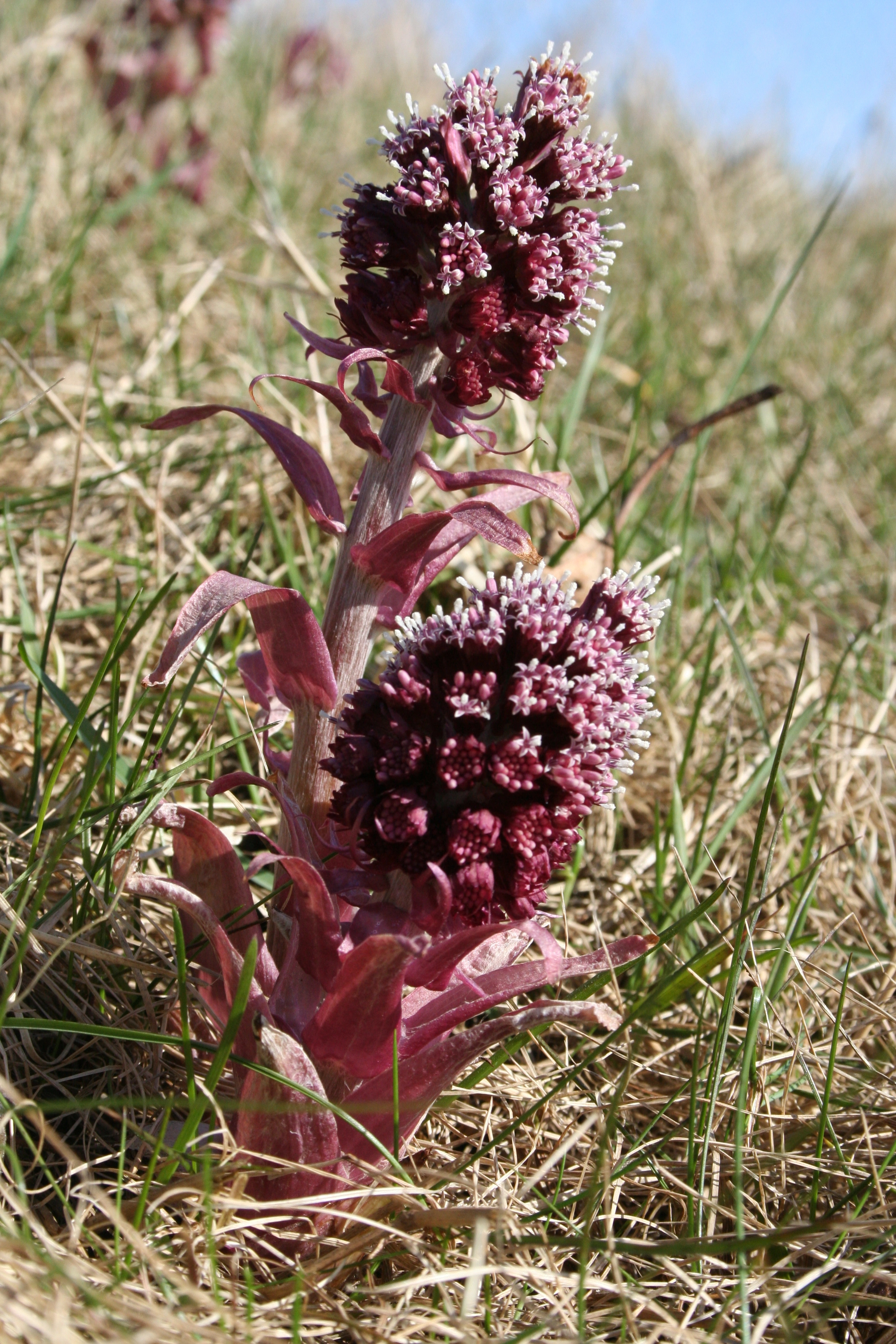 : Petasites hybridus.