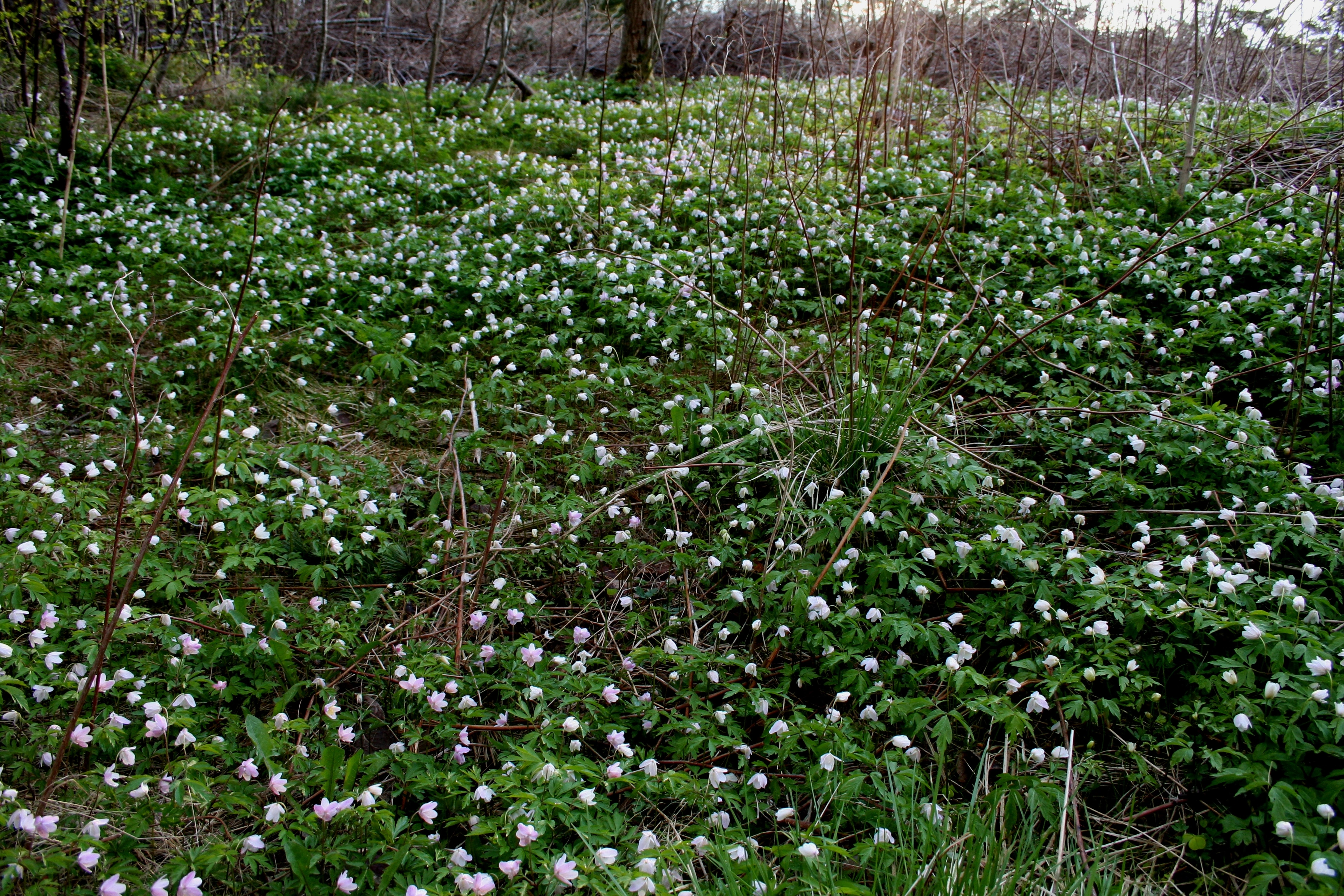 : Anemone nemorosa.