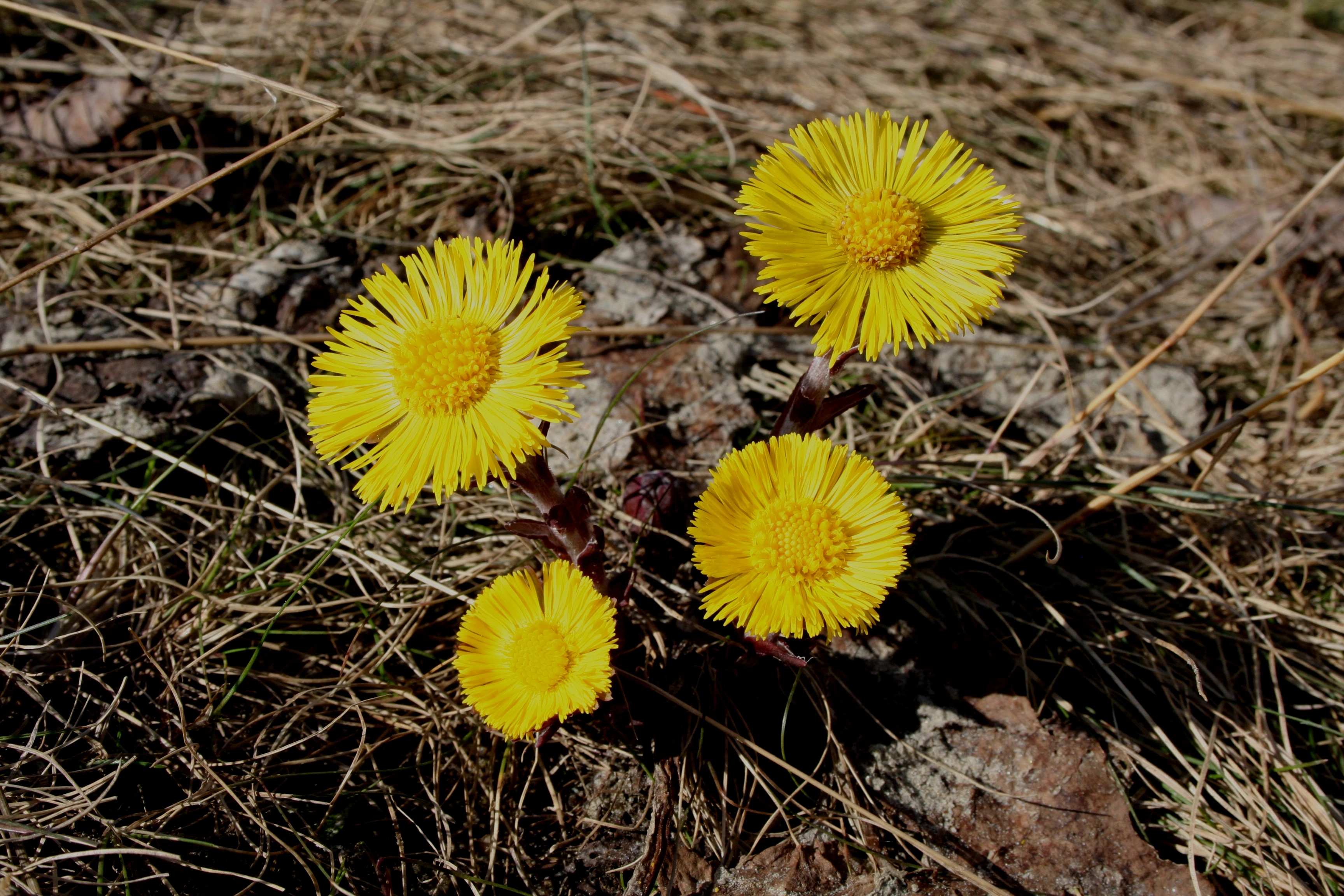 : Tussilago farfara.