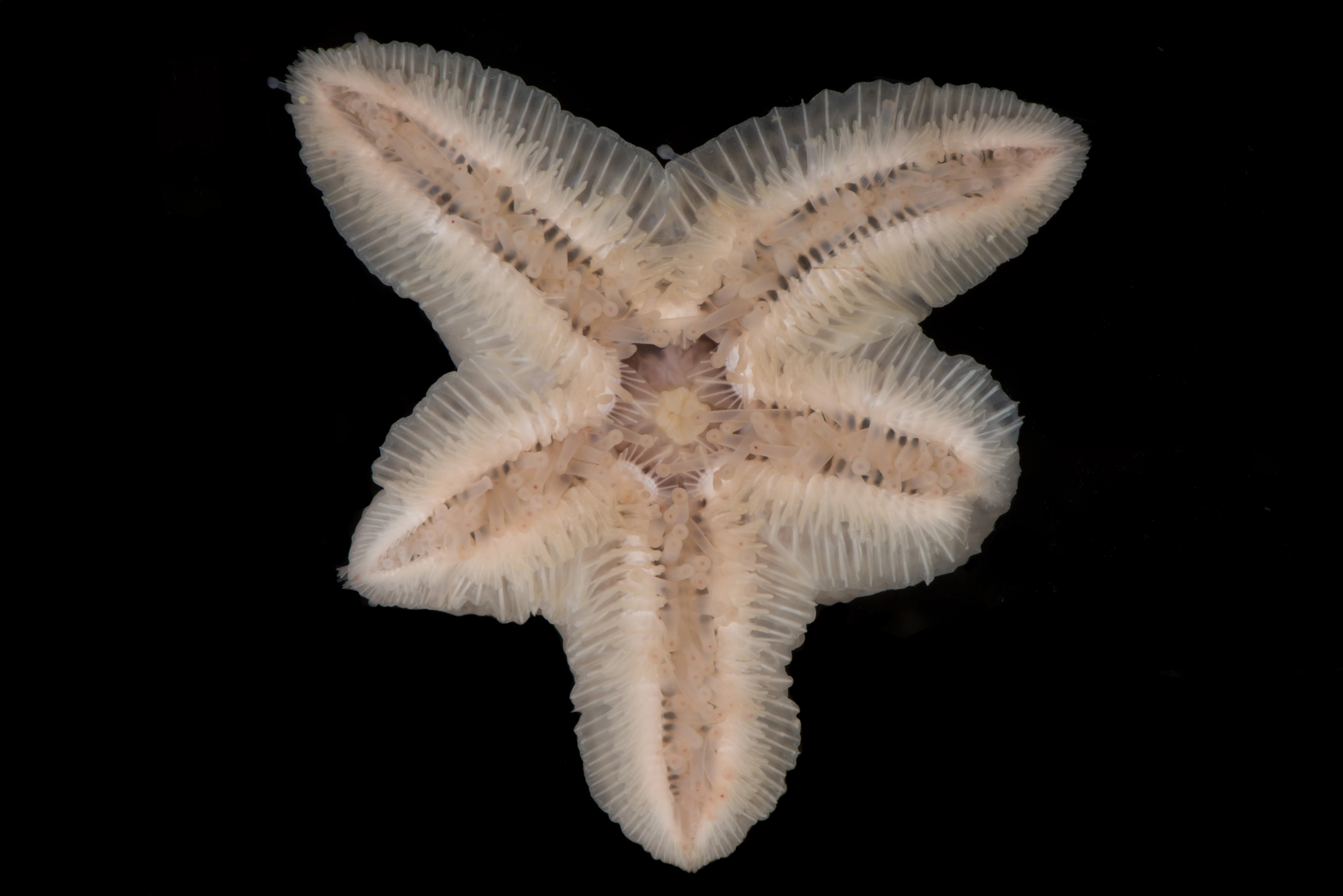 : Pteraster militaris.