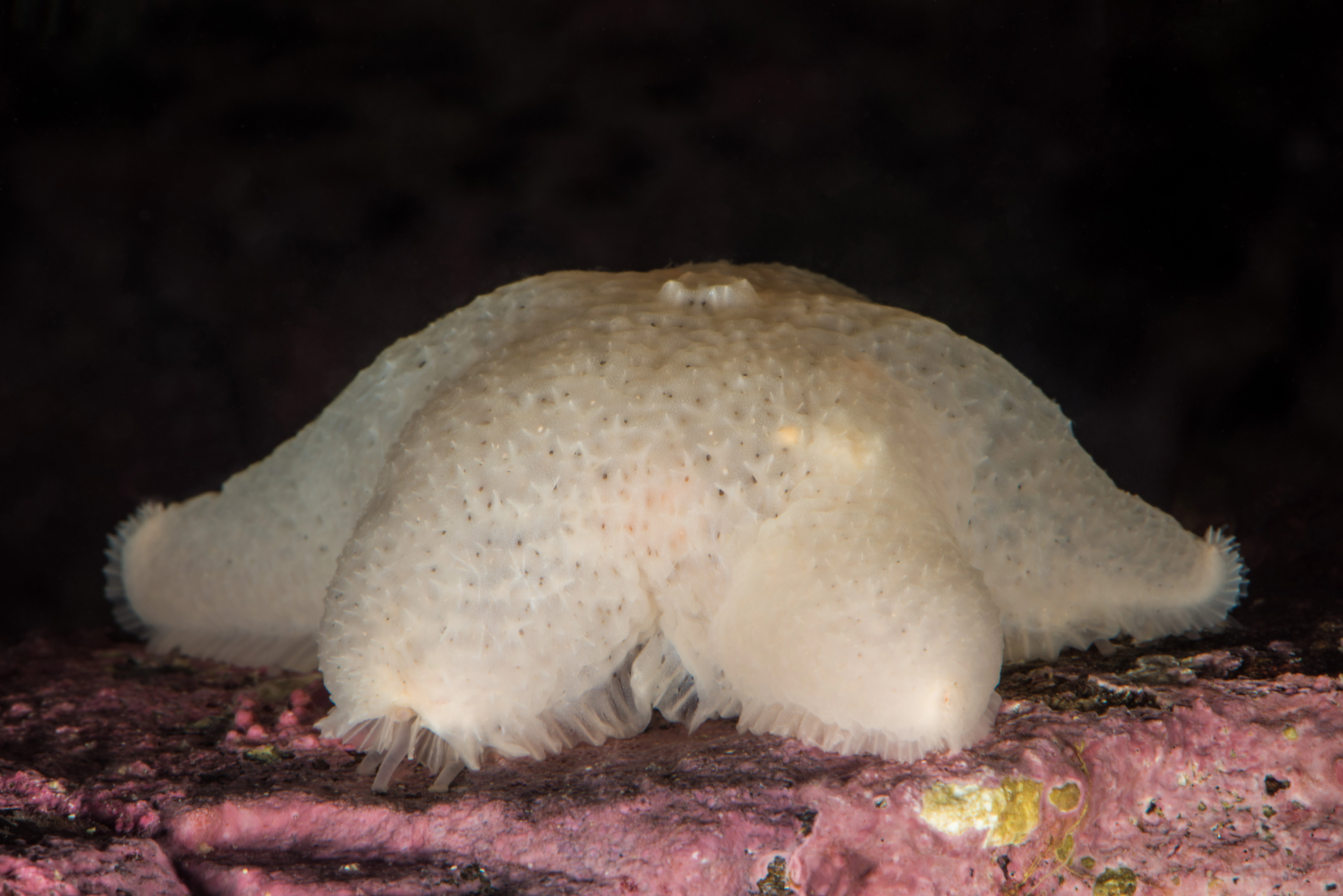 : Pteraster militaris.