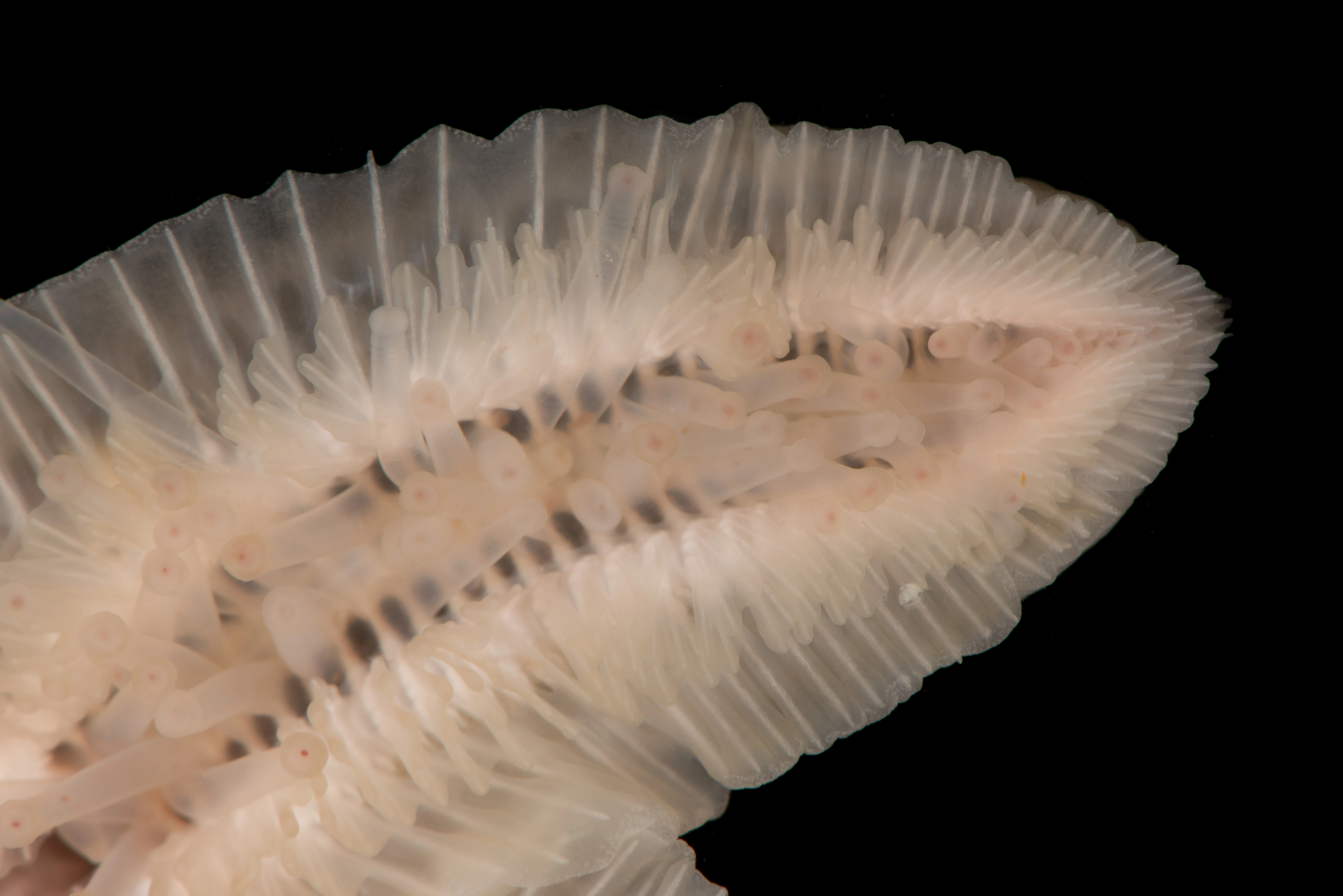 : Pteraster militaris.