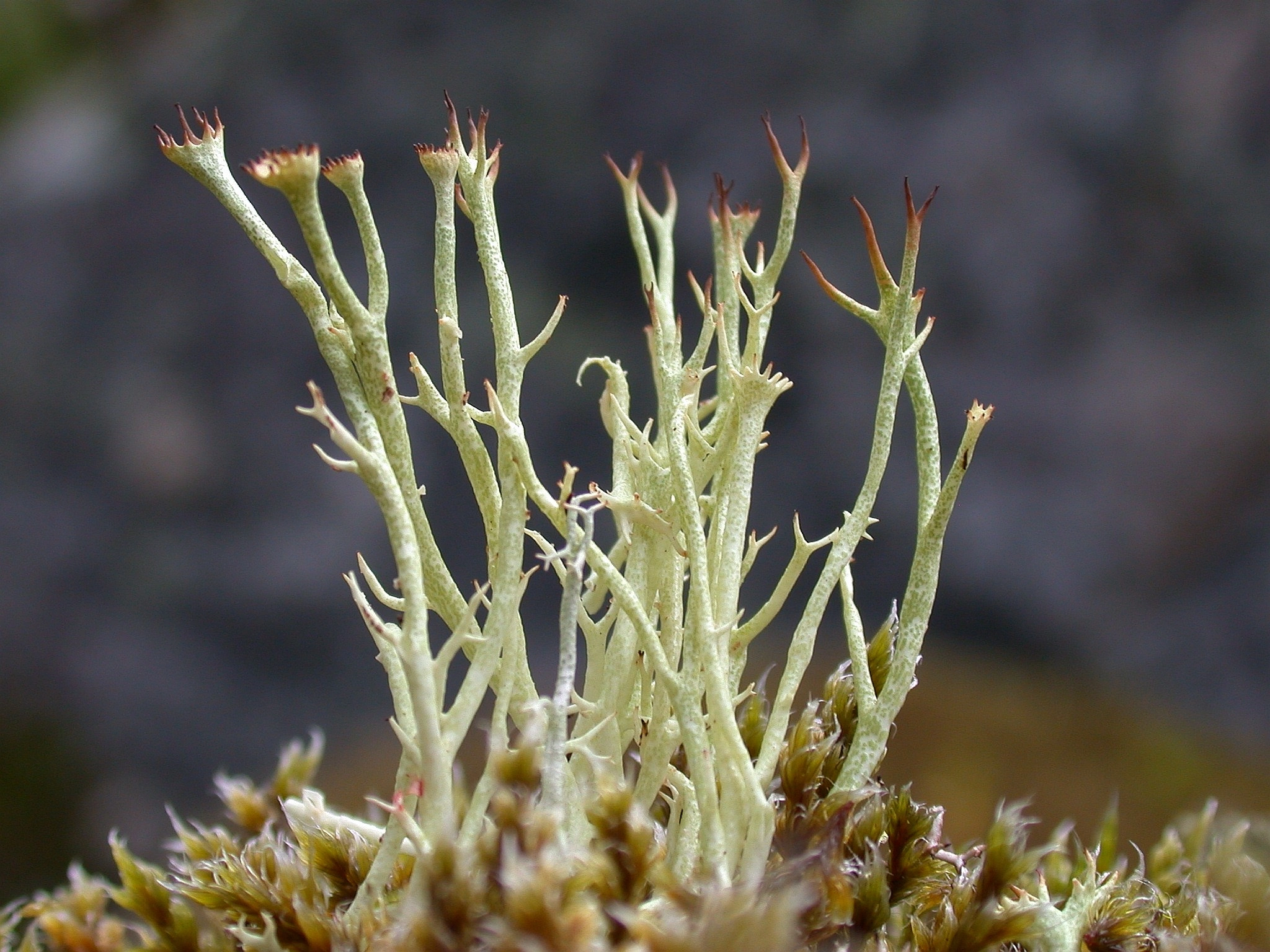 : Cladonia amaurocraea.