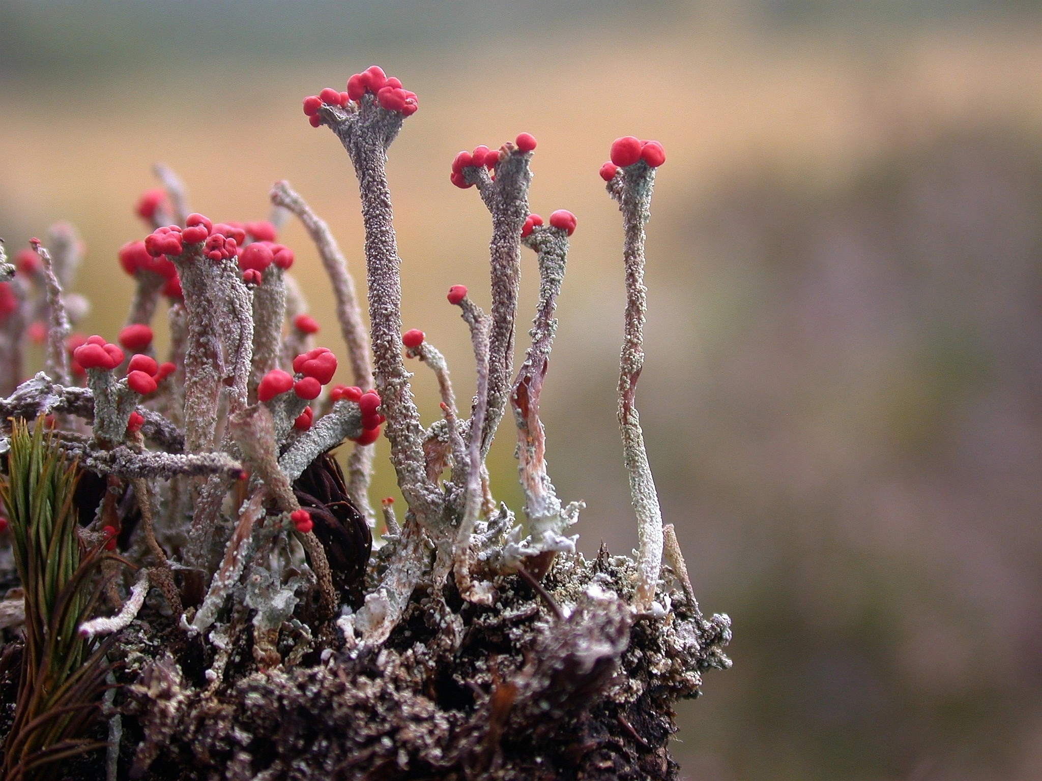 : Cladonia floerkeana.