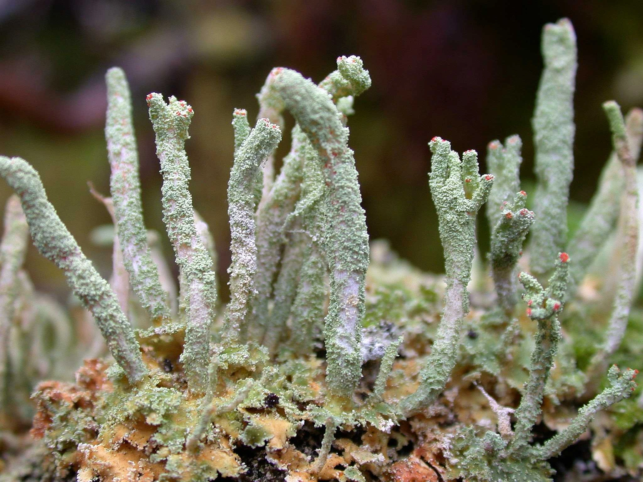 : Cladonia umbricola.