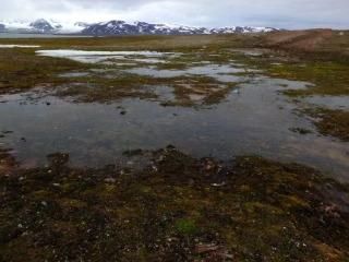 V7-C-1 kalkfattig og intermediær permafrost-våtmark.