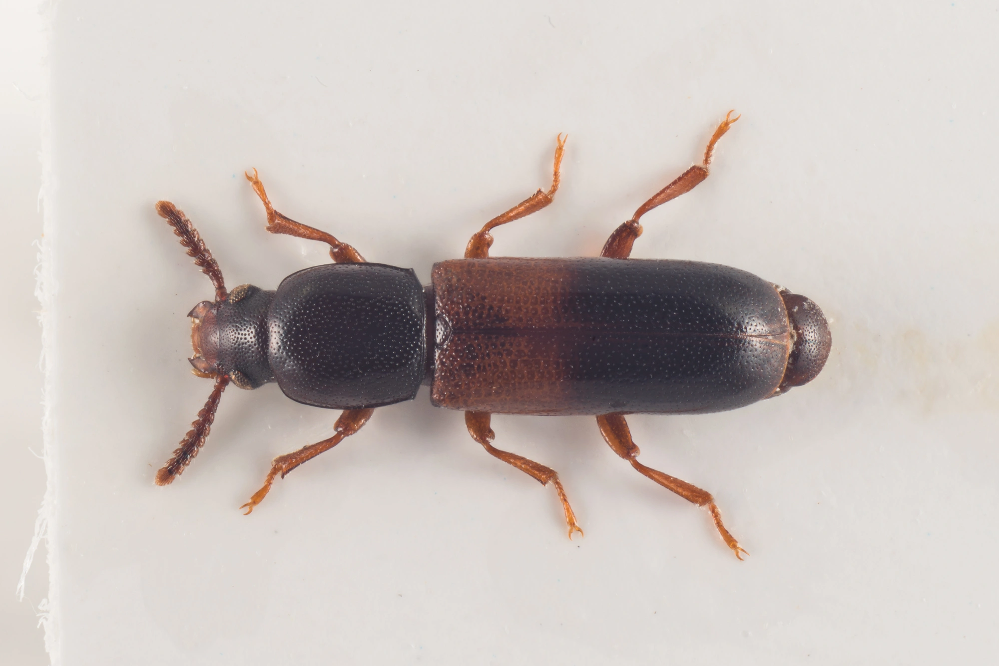 : Corticeus fasciatus.