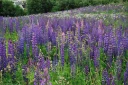 : Lupinus polyphyllus.