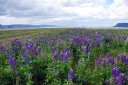 : Lupinus polyphyllus. : Lupinus nootkatensis.