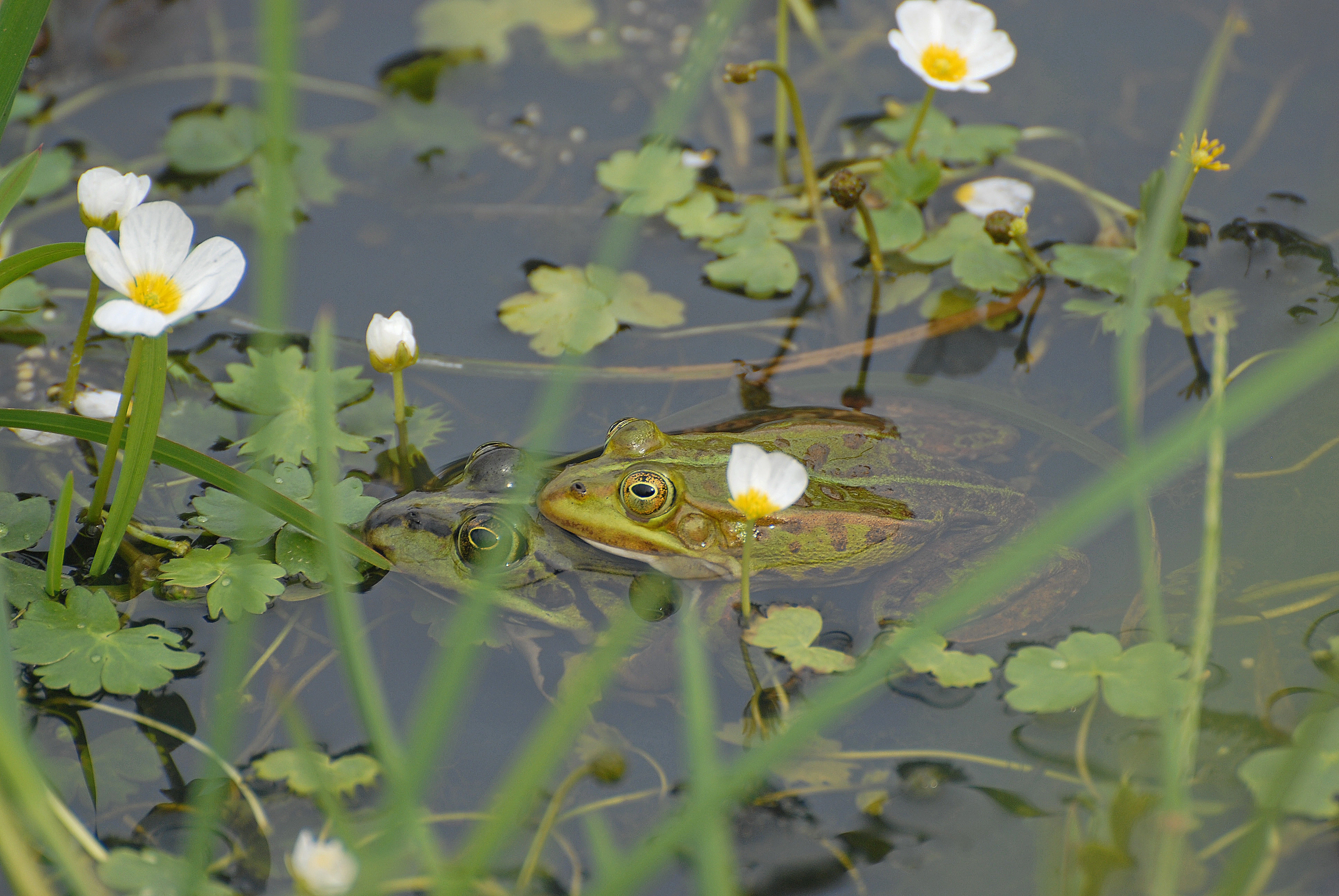 : Pelophylax esculentus.