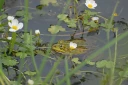 : Pelophylax esculentus.