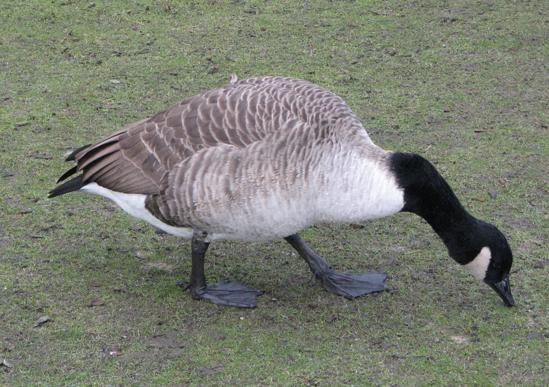 : Branta canadensis.