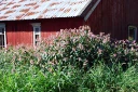 : Impatiens glandulifera.