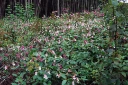 : Impatiens glandulifera.