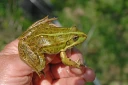 : Pelophylax ridibundus.