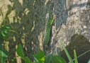 : Lacerta agilis.