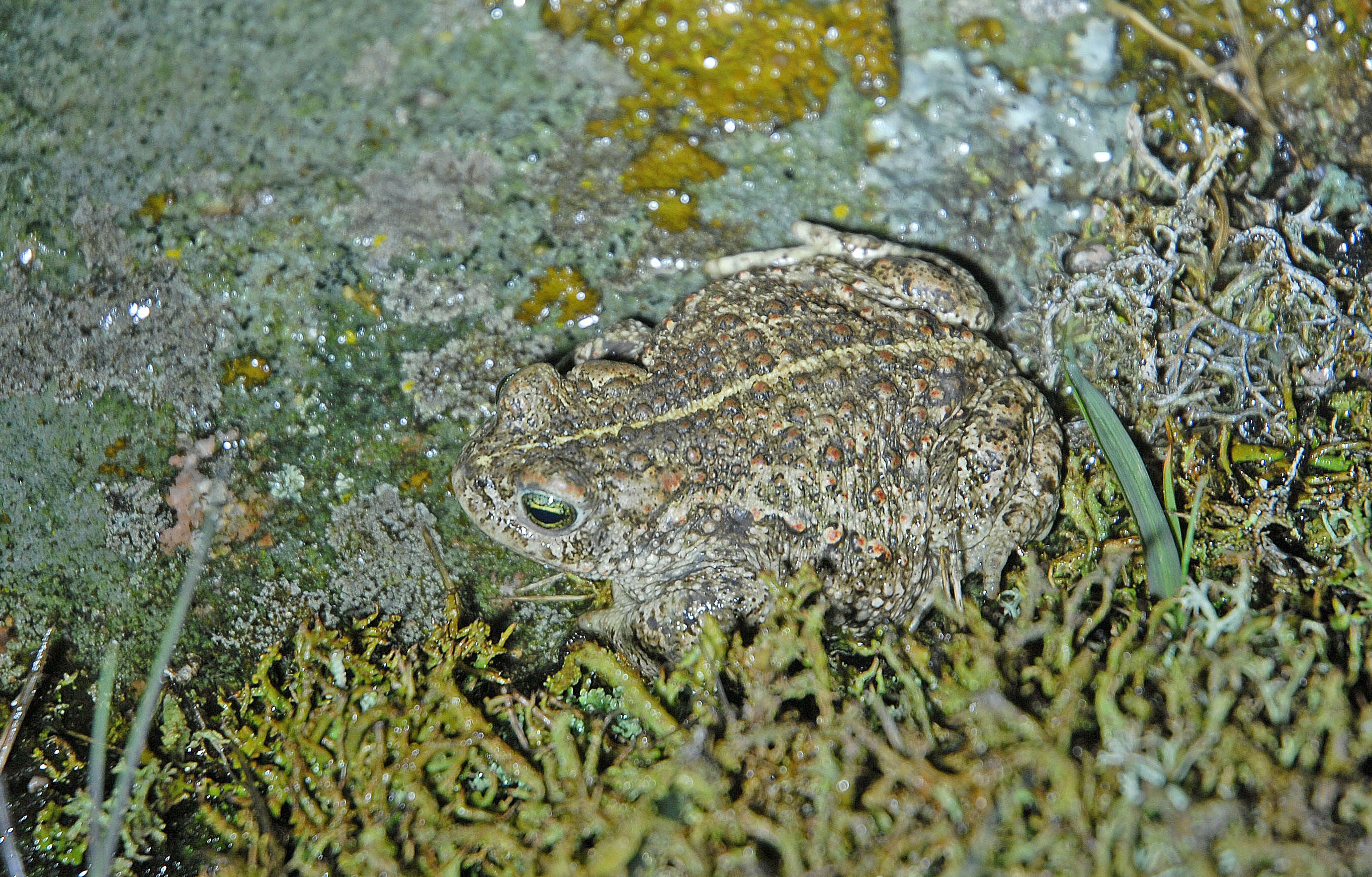 : Epidalea calamita.