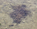 : Agarophyton vermiculophyllum.