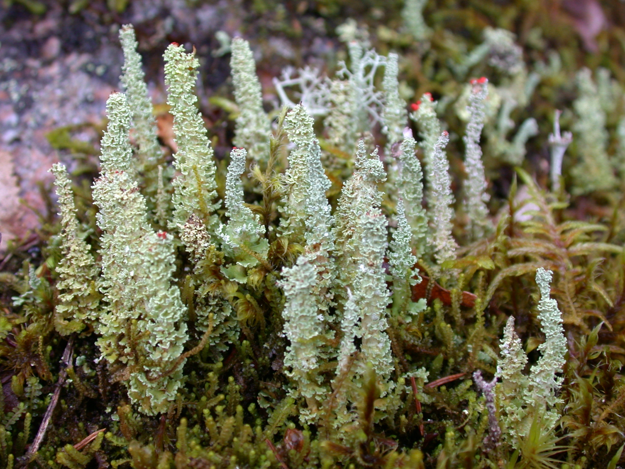 : Cladonia bellidiflora.