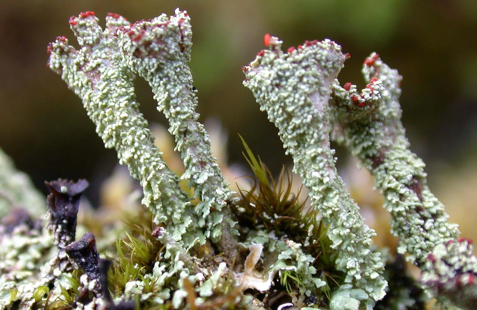 : Cladonia straminea.