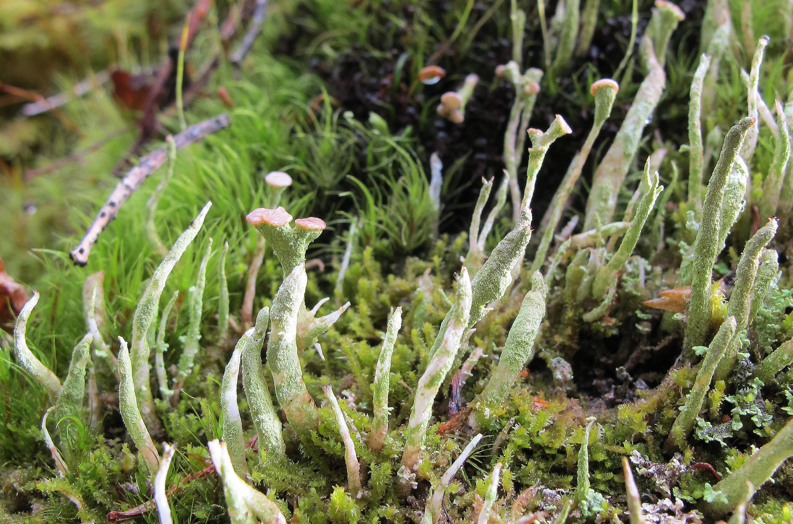 : Cladonia norvegica.