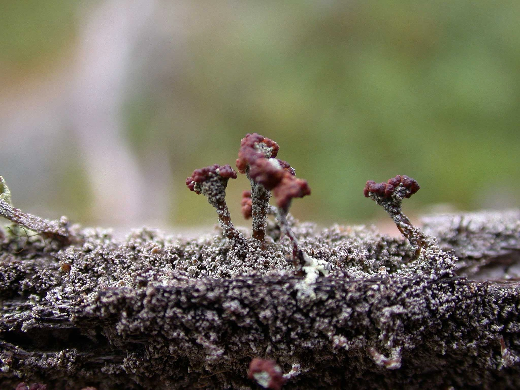 : Cladonia parasitica.