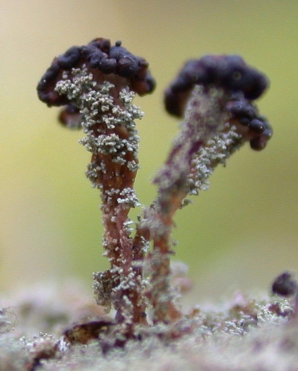 : Cladonia parasitica.