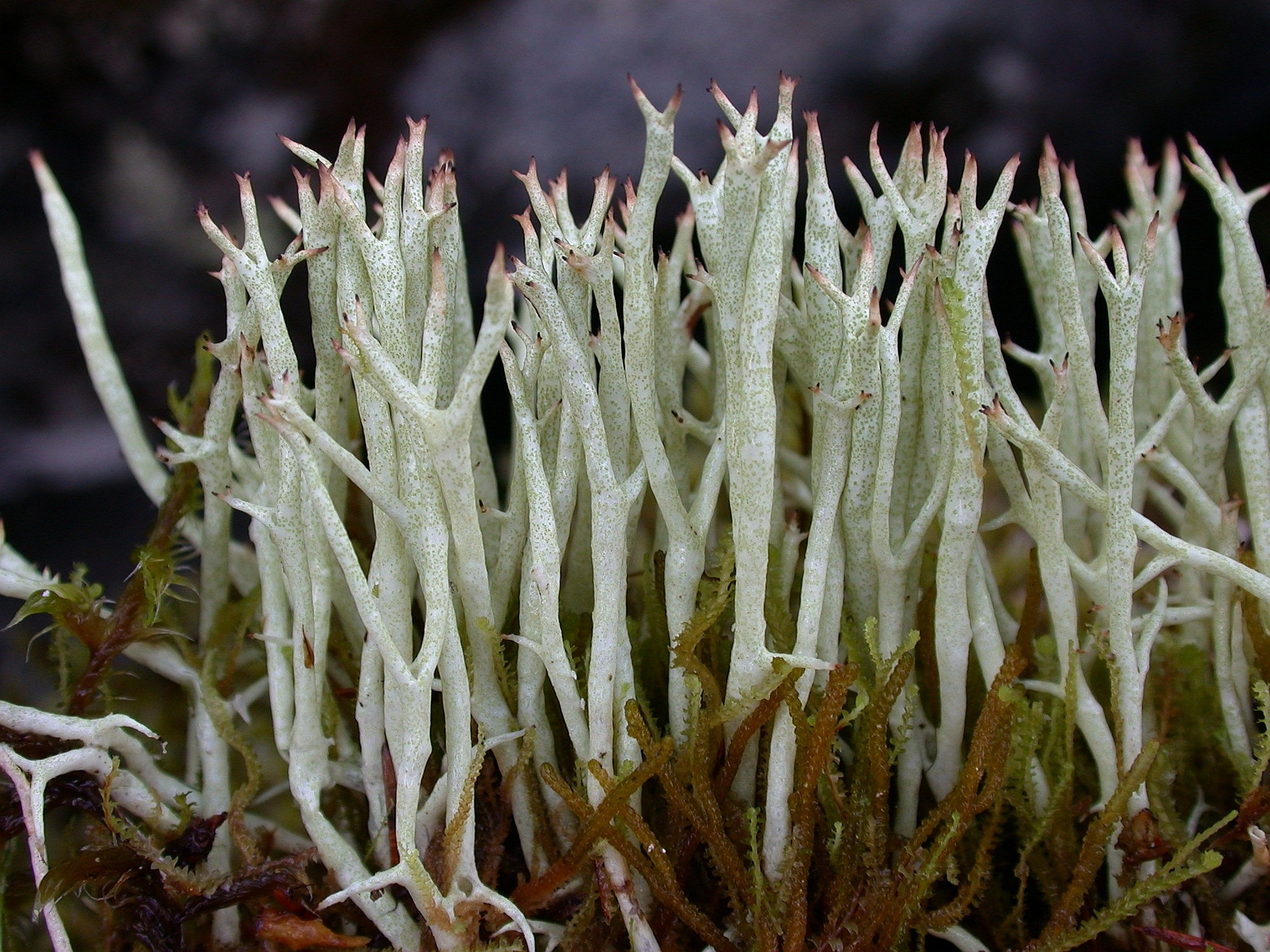 : Cladonia uncialis.