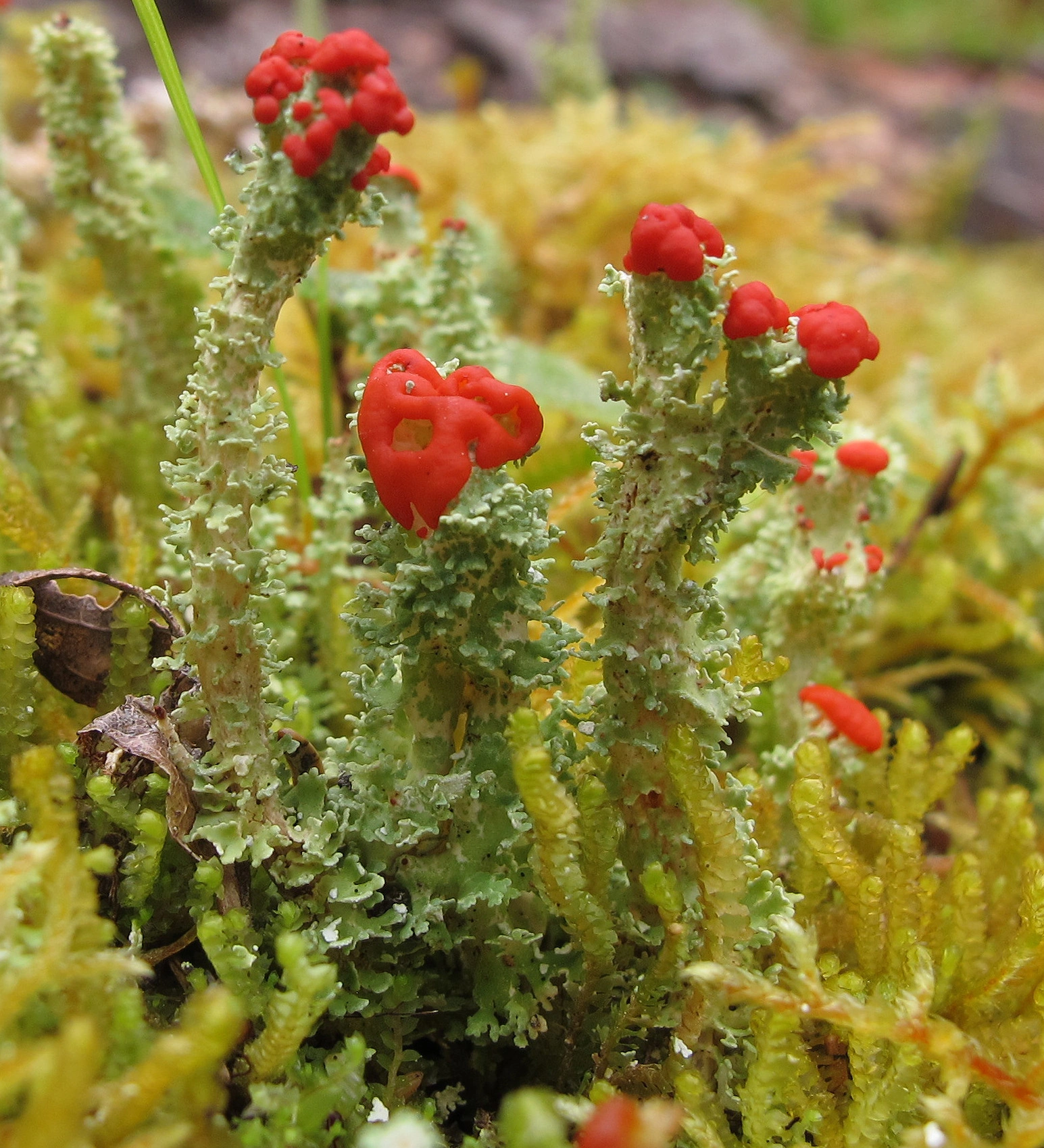 : Cladonia bellidiflora.