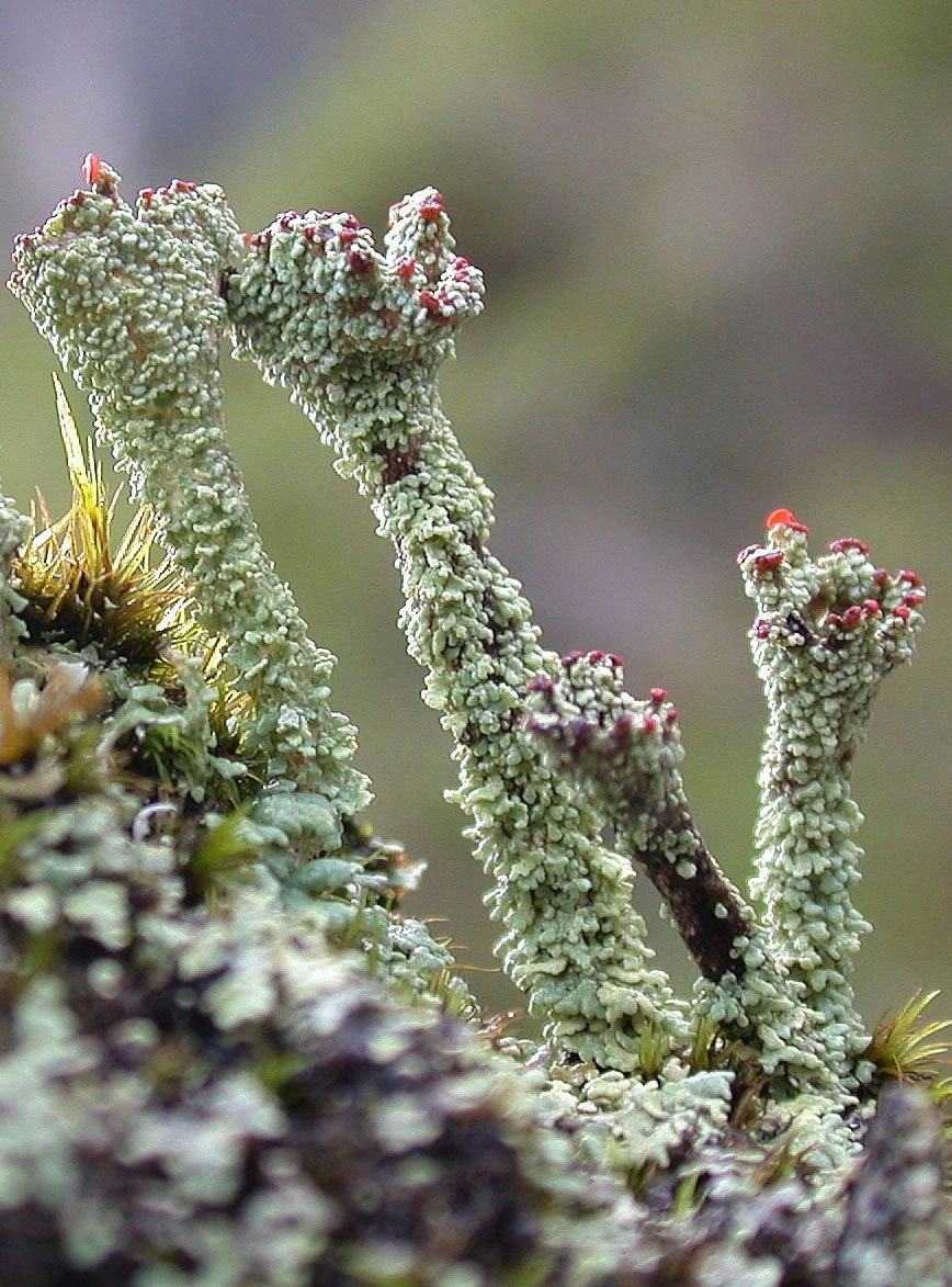 : Cladonia straminea.