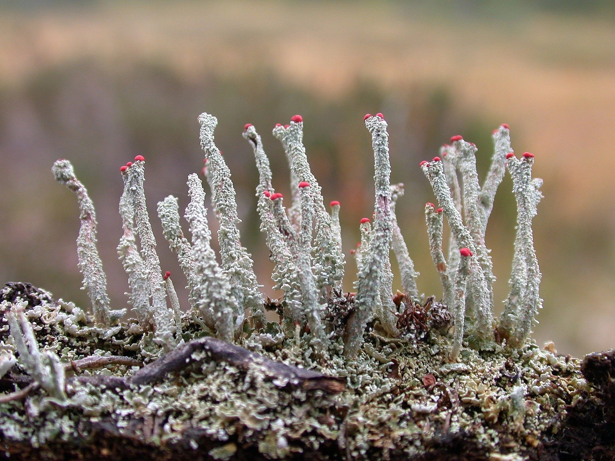 : Cladonia floerkeana.