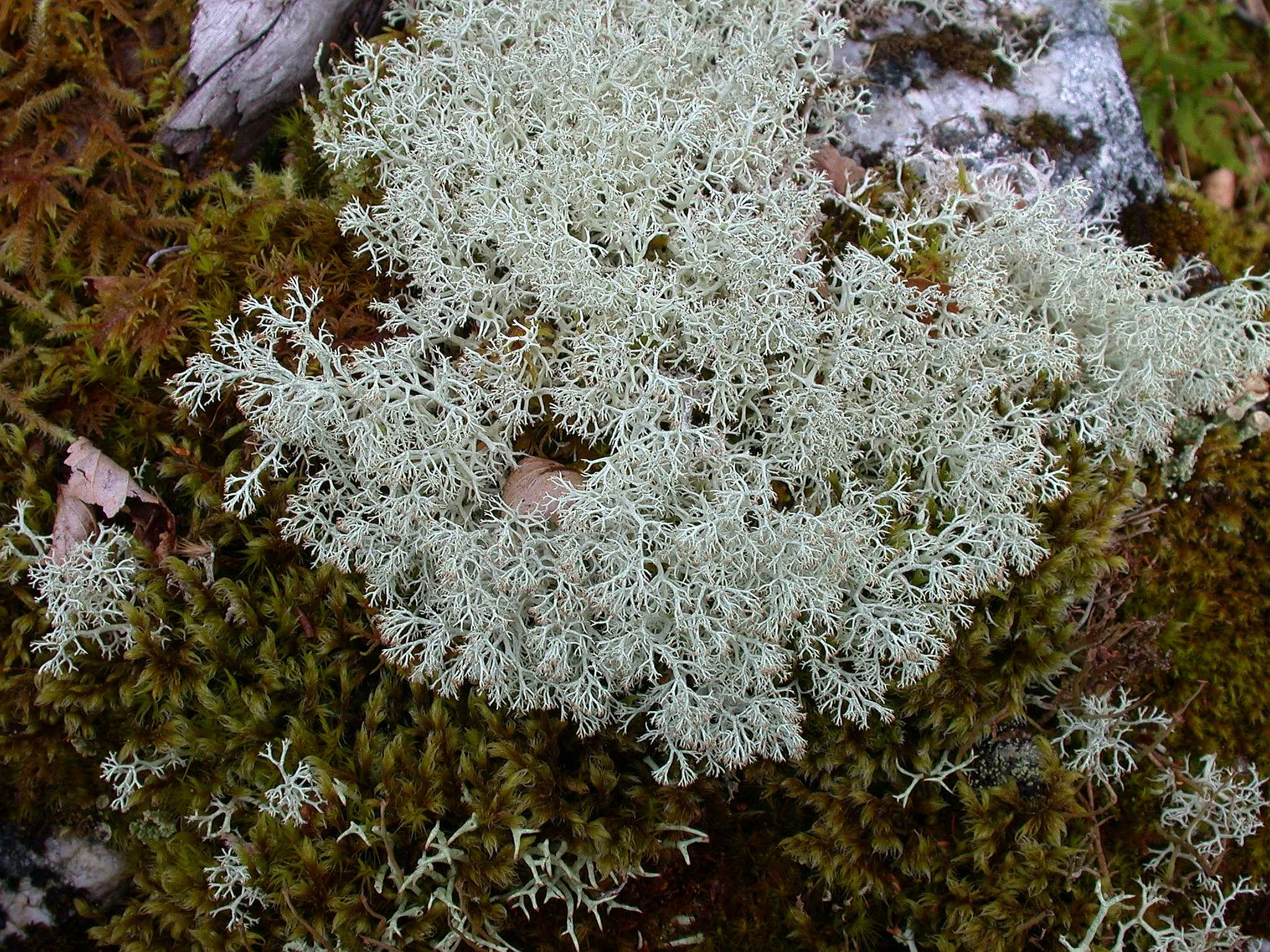 : Cladonia arbuscula.