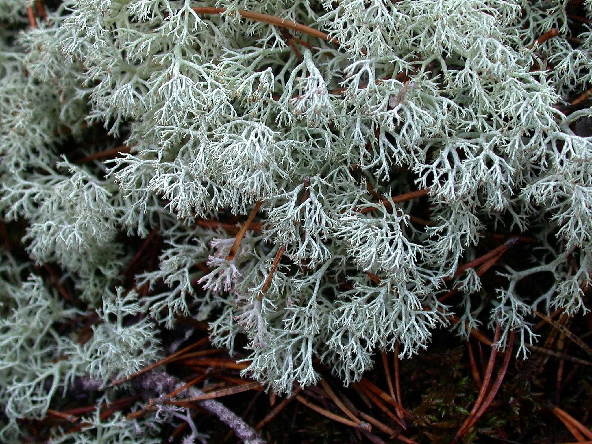 : Cladonia arbuscula.