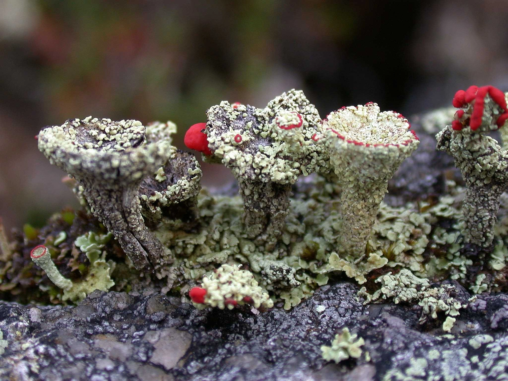 : Cladonia coccifera.