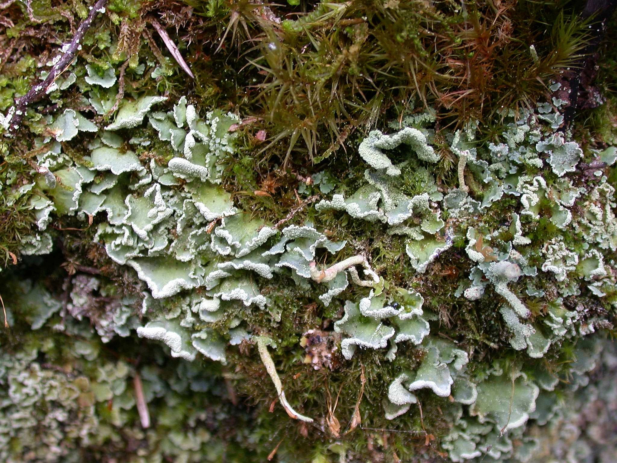 : Cladonia digitata.