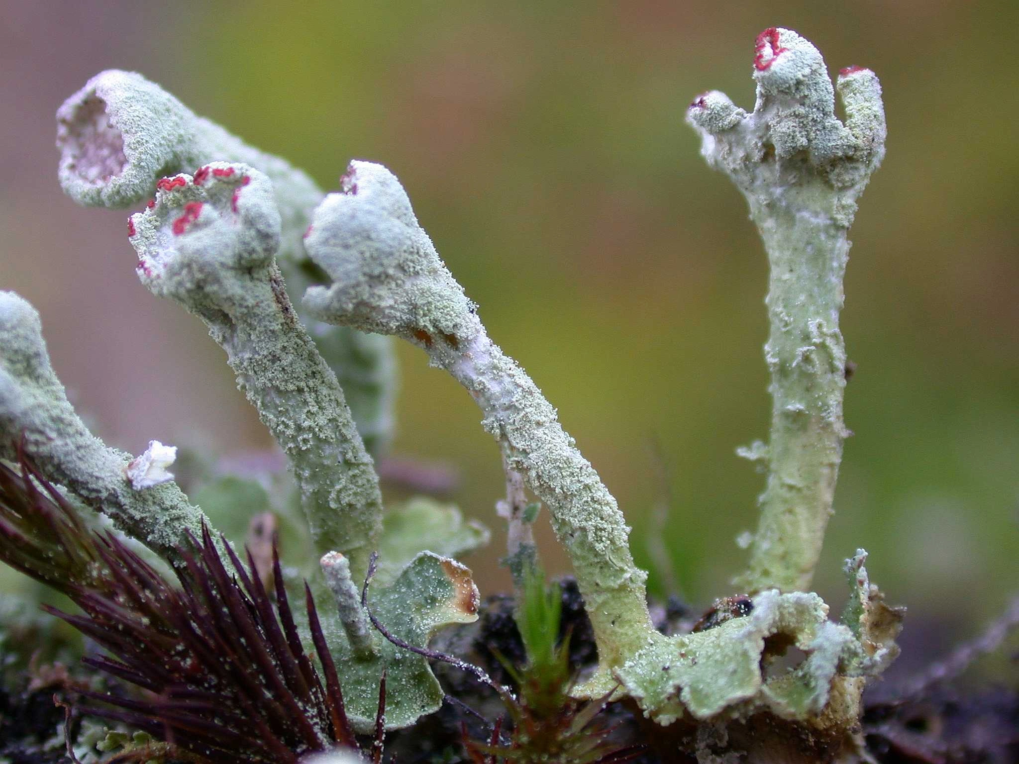 : Cladonia digitata.