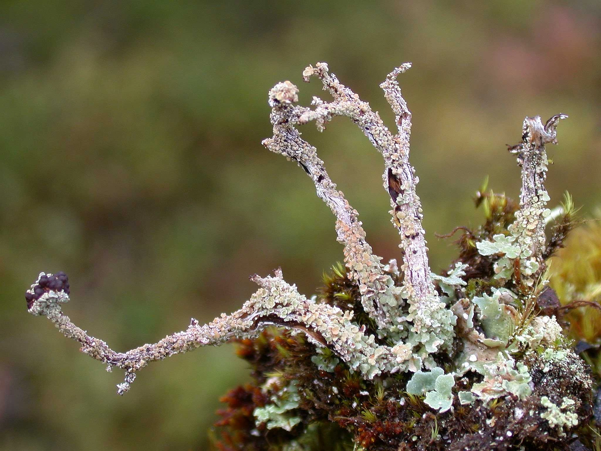 : Cladonia macrophylla.