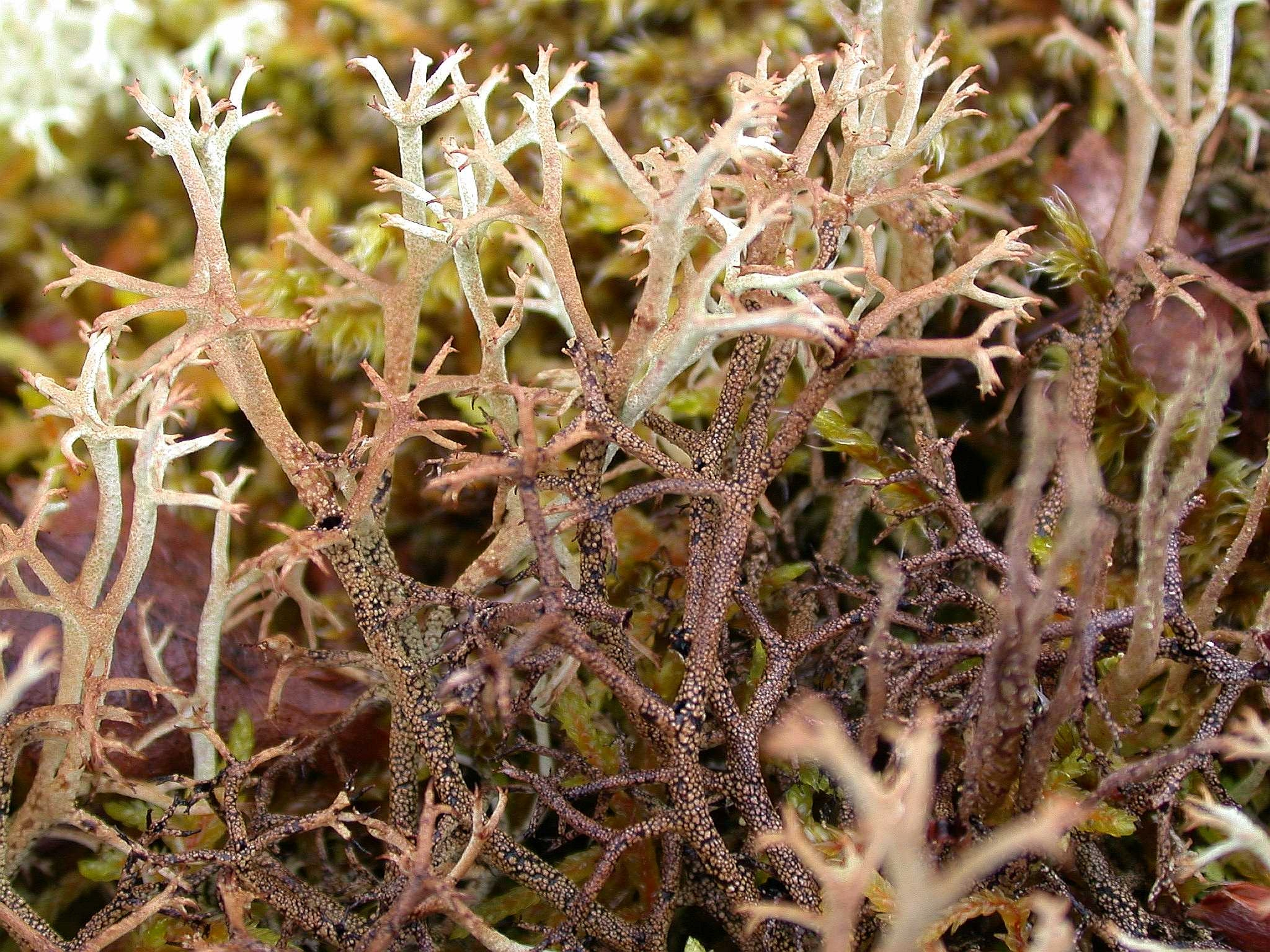 : Cladonia stygia.