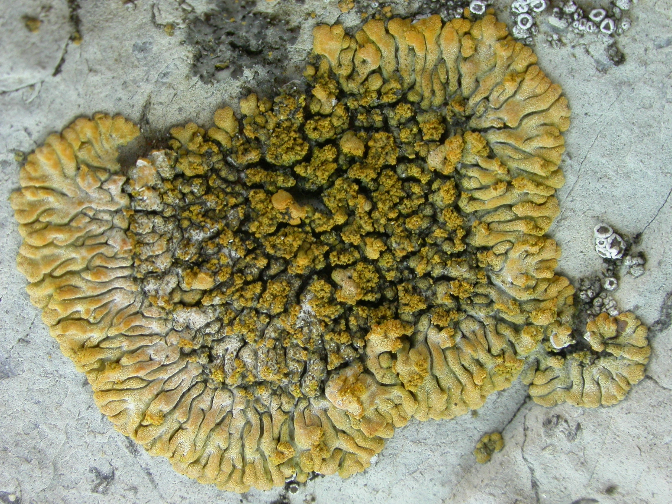 : Calogaya decipiens.