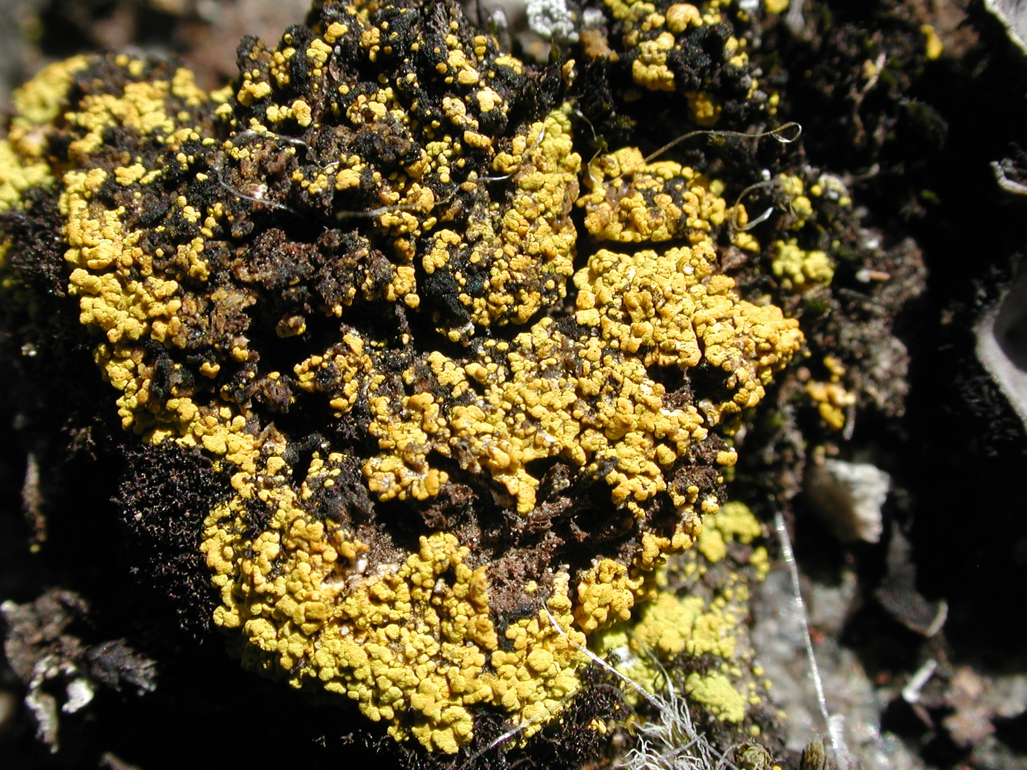 : Candelariella placodizans.