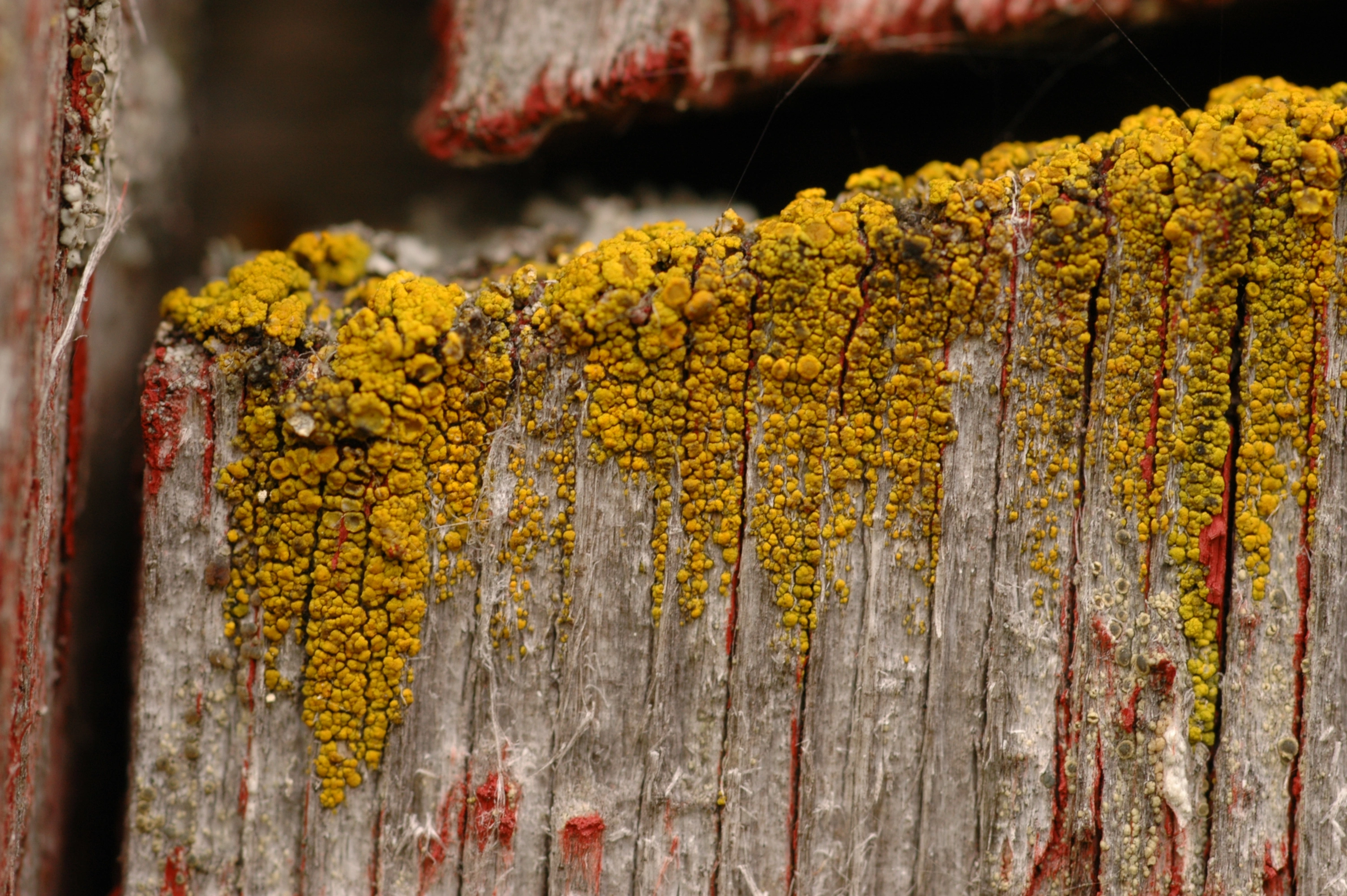 : Candelariella vitellina.