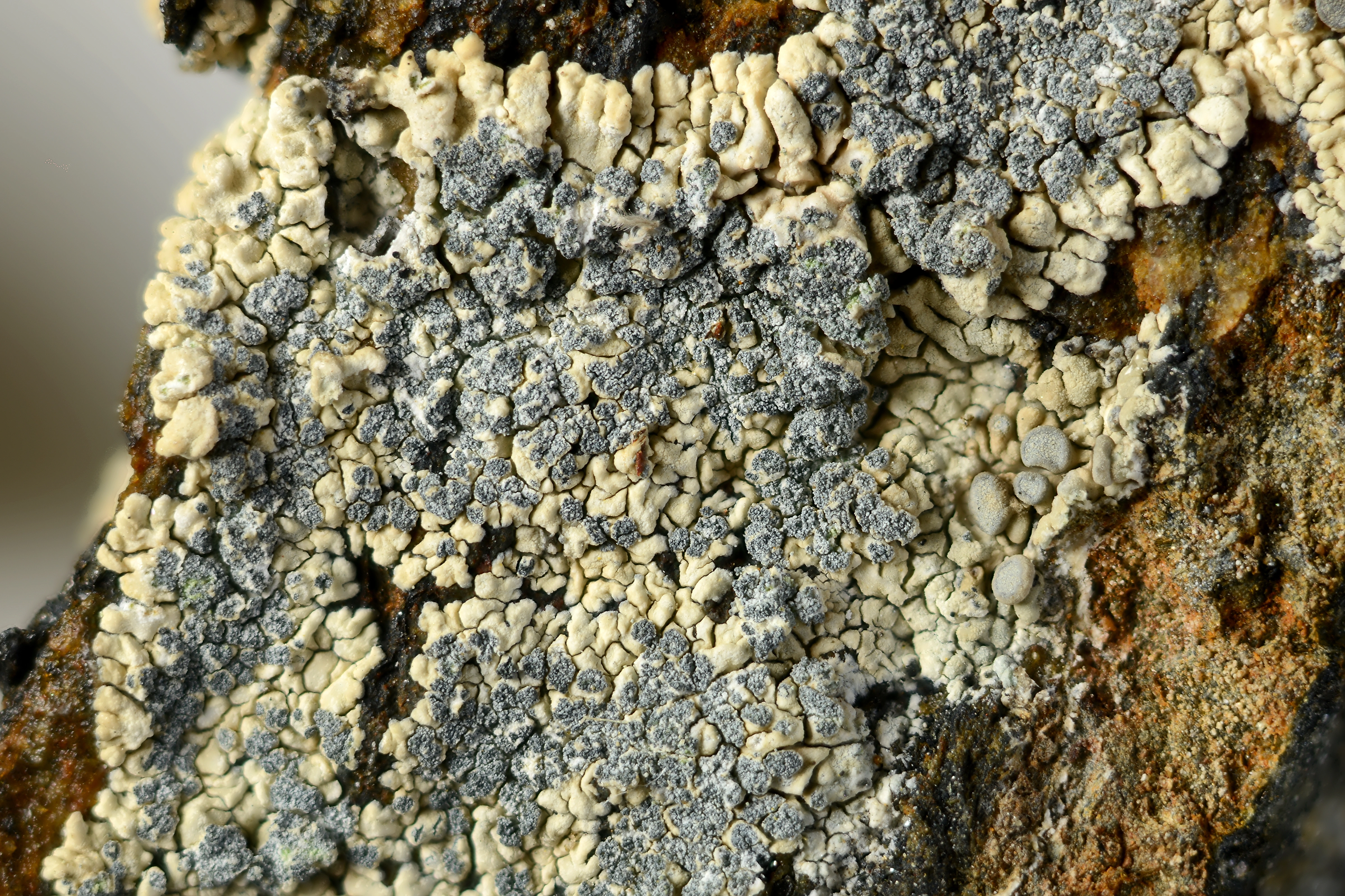 : Lecanora lojkaeana.