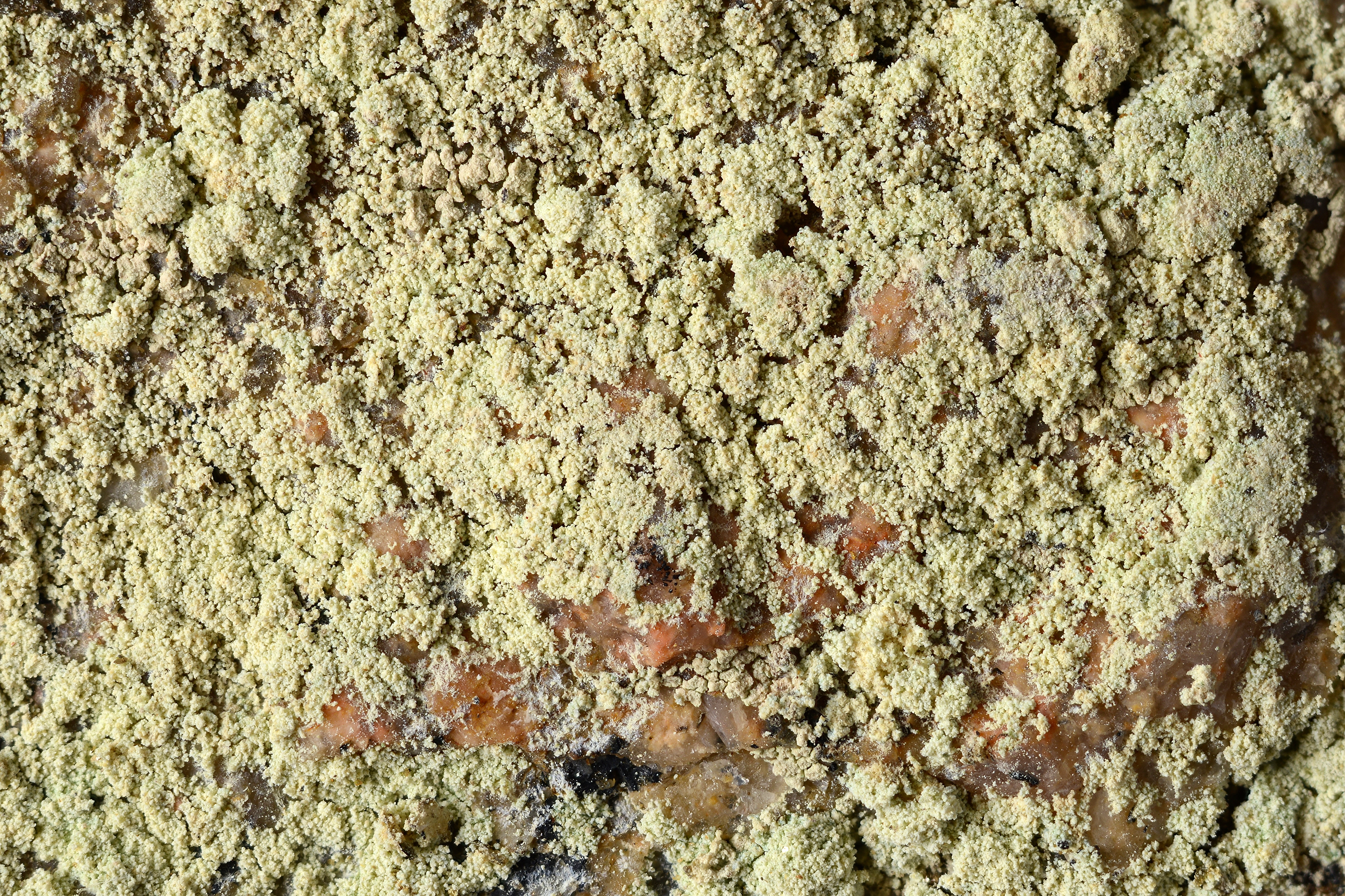 : Lecanora orosthea.