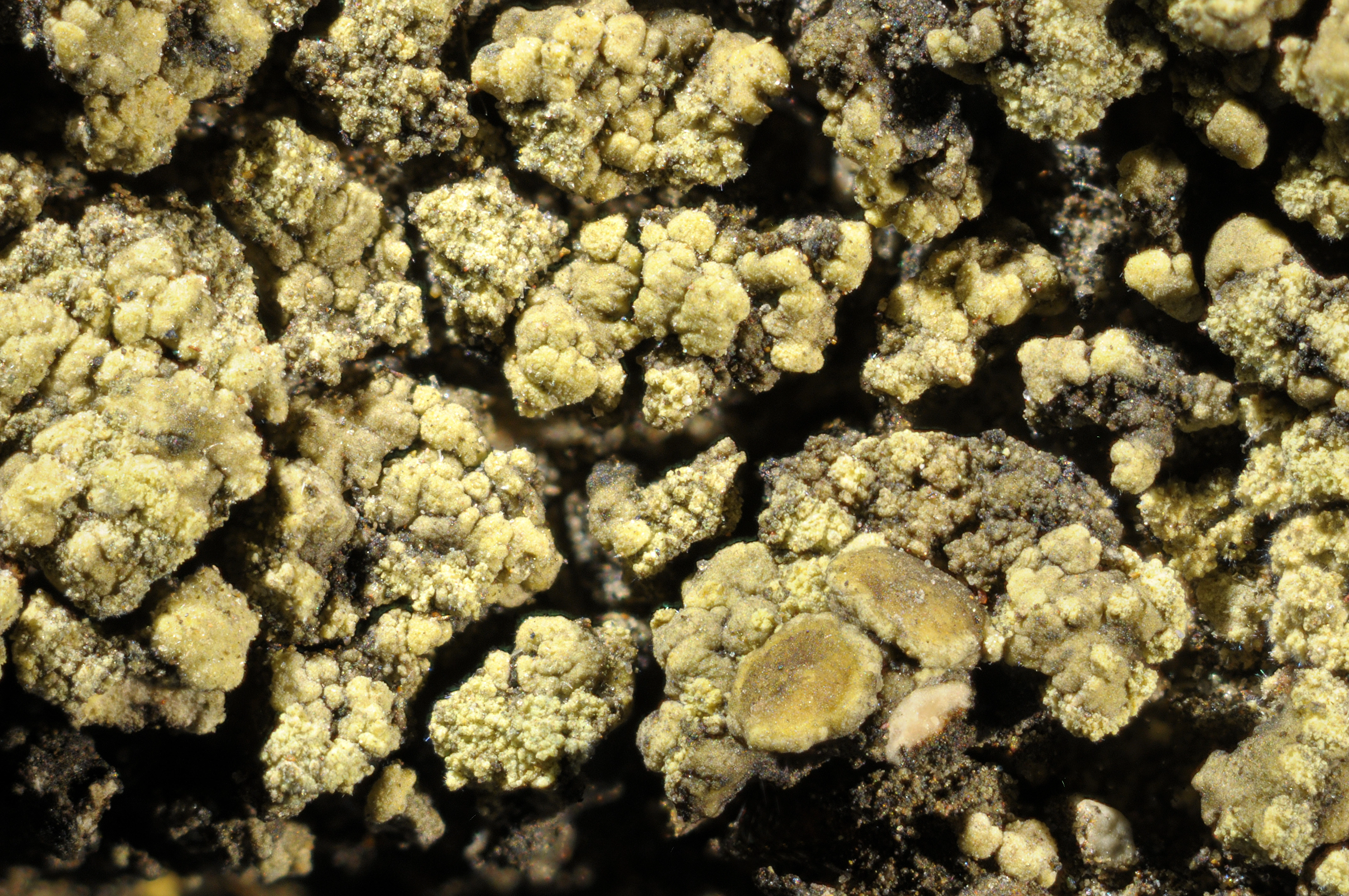 : Lecanora subaurea.